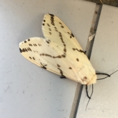 Ardices canescens (Dark-spotted Tiger Moth) at Phillip, ACT - 17 Feb 2017 by jackQ