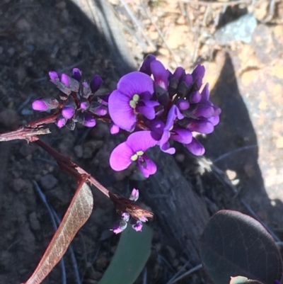 Hardenbergia violacea (False Sarsaparilla) at Majura, ACT - 26 Aug 2017 by jackQ