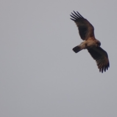 Hieraaetus morphnoides (Little Eagle) by roymcd