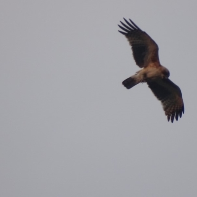 Hieraaetus morphnoides (Little Eagle) by roymcd