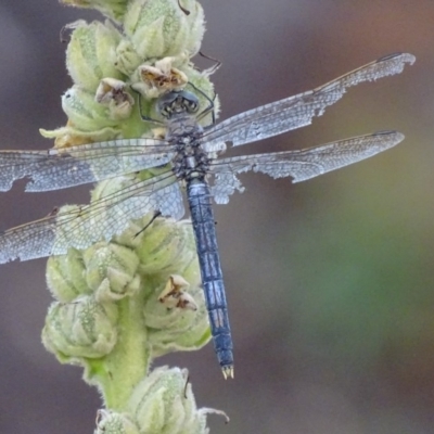 Orthetrum caledonicum (Blue Skimmer) at Red Hill Nature Reserve - 23 Jan 2019 by roymcd