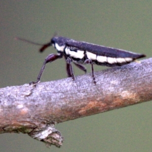 Rhinotia sp. (genus) at Majura, ACT - 23 Jan 2019