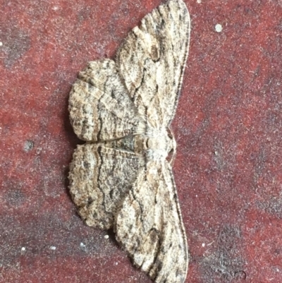 Ectropis excursaria (Common Bark Moth) at Watson, ACT - 21 Dec 2017 by jackQ