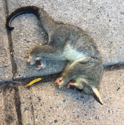 Trichosurus vulpecula (Common Brushtail Possum) at Watson, ACT - 15 Feb 2018 by jackQ