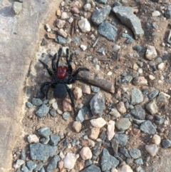 Missulena occatoria (Red-headed Mouse Spider) at Campbell, ACT - 12 Sep 2018 by jackQ