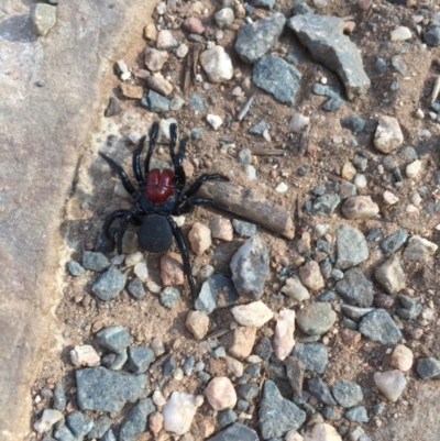 Missulena occatoria (Red-headed Mouse Spider) at Campbell, ACT - 11 Sep 2018 by jackQ