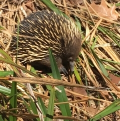 Tachyglossus aculeatus at Watson, ACT - 19 Sep 2018