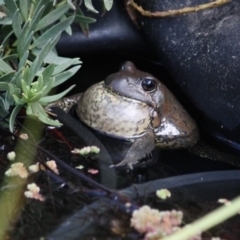Limnodynastes dumerilii (Eastern Banjo Frog) at Evatt, ACT - 25 Sep 2018 by els.wynen@elspl.com.au