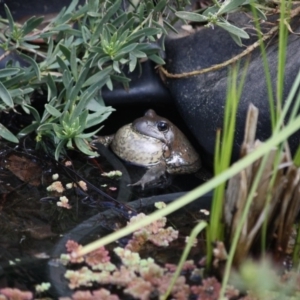 Limnodynastes dumerilii at Evatt, ACT - 25 Sep 2018