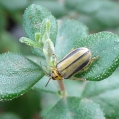 Xanthogaleruca luteola (Elm leaf beetle) at Reid, ACT - 20 Jan 2019 by JanetRussell