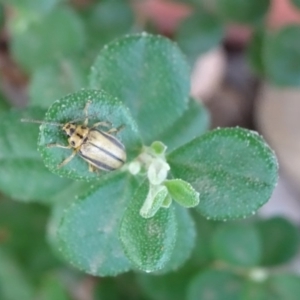 Xanthogaleruca luteola at Reid, ACT - 20 Jan 2019 12:58 PM