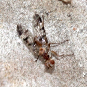 Pyrgotidae sp. (family) at Undefined, ACT - 23 Jan 2019