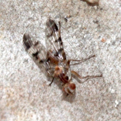 Pyrgotidae sp. (family) (A pyrgotid fly) at Mount Ainslie - 23 Jan 2019 by jb2602