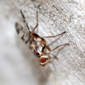 Pyrgotidae sp. (family) at Undefined, ACT - 23 Jan 2019 05:28 PM