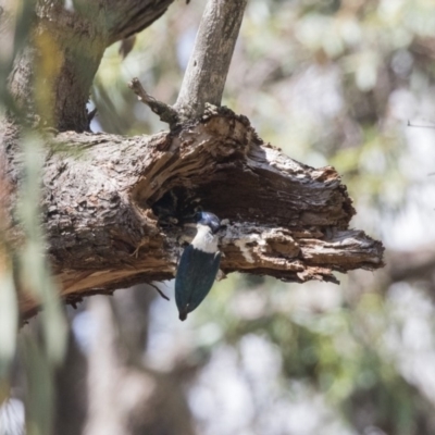 Todiramphus sanctus (Sacred Kingfisher) at Hawker, ACT - 23 Jan 2019 by AlisonMilton
