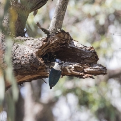 Todiramphus sanctus (Sacred Kingfisher) at Hawker, ACT - 22 Jan 2019 by AlisonMilton