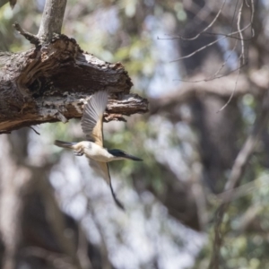 Todiramphus sanctus at Hawker, ACT - 23 Jan 2019 10:27 AM