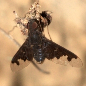 Anthrax sp. (genus) at Majura, ACT - 23 Jan 2019