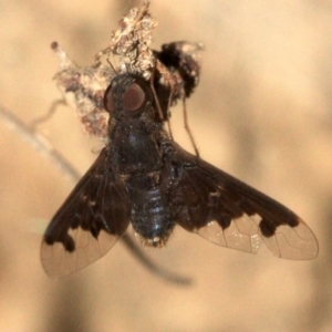 Anthrax sp. (genus) at Majura, ACT - 23 Jan 2019 04:33 PM