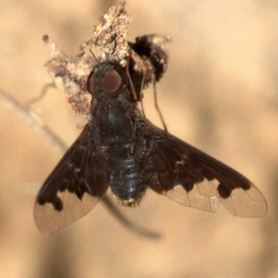 Anthrax sp. (genus) (Unidentified Anthrax bee fly) at Majura, ACT - 23 Jan 2019 by jb2602