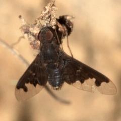 Anthrax sp. (genus) (Unidentified Anthrax bee fly) at Mount Ainslie - 23 Jan 2019 by jb2602