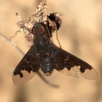Anthrax sp. (genus) (Unidentified Anthrax bee fly) at Mount Ainslie - 23 Jan 2019 by jb2602