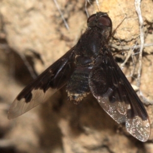 Anthrax sp. (genus) at Majura, ACT - 23 Jan 2019