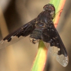 Anthrax sp. (genus) at Majura, ACT - 23 Jan 2019 04:33 PM