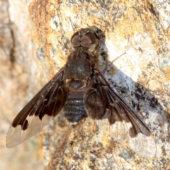 Anthrax sp. (genus) at Majura, ACT - 23 Jan 2019