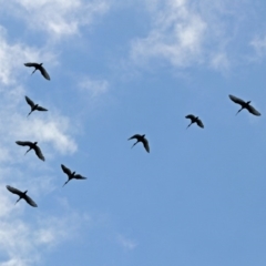 Threskiornis molucca at Macarthur, ACT - 23 Jan 2019