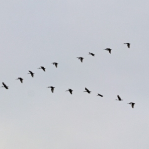 Threskiornis molucca at Macarthur, ACT - 23 Jan 2019