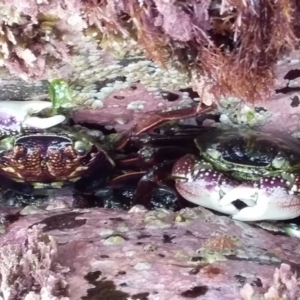 Leptograpsus variegatus at Bawley Point, NSW - 23 Jan 2019