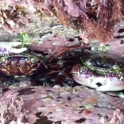 Leptograpsus variegatus (Purple Rock Crab) at Murramarang Aboriginal Area - 23 Jan 2019 by GLemann