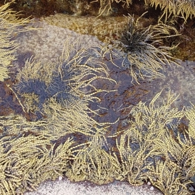 Hormosira banksii (Neptune's Necklace) at Murramarang Aboriginal Area - 23 Jan 2019 by GLemann