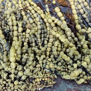 Hormosira banksii at Murramarang Aboriginal Area - 23 Jan 2019