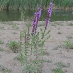 Lythrum salicaria (Purple Loosestrife) at Greenway, ACT - 9 Jan 2019 by MichaelBedingfield