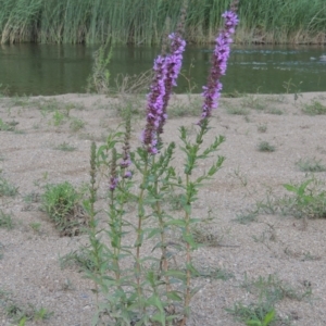 Lythrum salicaria at Greenway, ACT - 9 Jan 2019 06:41 PM