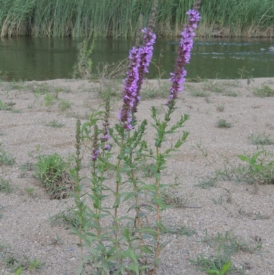 Lythrum salicaria (Purple Loosestrife) at Bullen Range - 9 Jan 2019 by michaelb