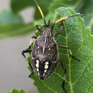 Poecilometis sp. (genus) at Monash, ACT - 19 Nov 2018 06:24 PM