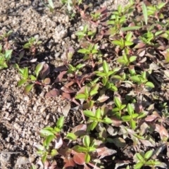 Ludwigia palustris (Marsh Purslane) at Greenway, ACT - 9 Jan 2019 by MichaelBedingfield