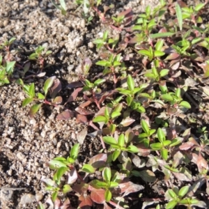 Ludwigia palustris at Greenway, ACT - 9 Jan 2019