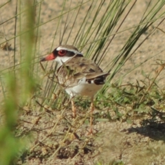 Charadrius melanops (Black-fronted Dotterel) at Greenway, ACT - 9 Jan 2019 by michaelb