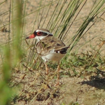 Charadrius melanops (Black-fronted Dotterel) at Greenway, ACT - 9 Jan 2019 by michaelb
