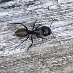 Camponotus aeneopilosus at Monash, ACT - 23 Jan 2019 06:02 PM