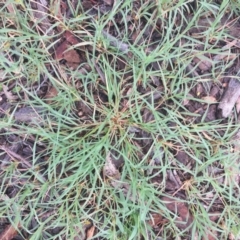 Cynodon dactylon (Couch Grass) at Garran, ACT - 23 Jan 2019 by ruthkerruish