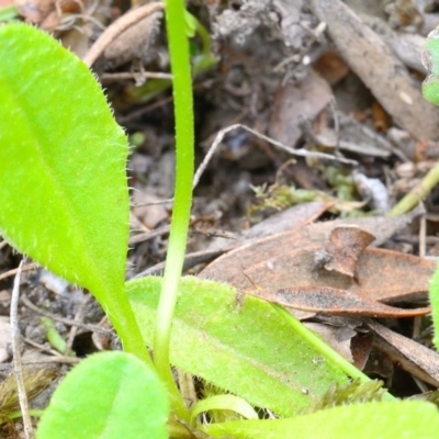 Lagenophora montana (Mountain Lagenophora) at Bolaro, NSW - 20 Jan 2019 by DavidMcKay