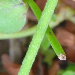 Lagenophora montana at Bolaro, NSW - 20 Jan 2019 03:38 PM