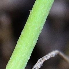 Lagenophora montana at Bolaro, NSW - 20 Jan 2019