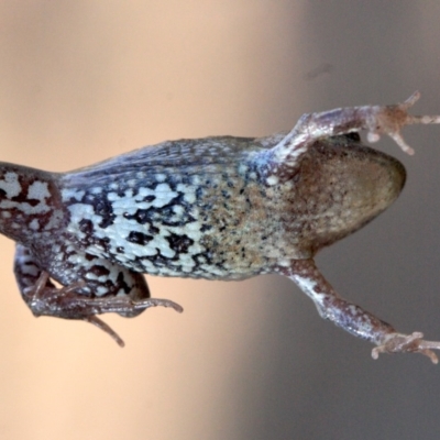 Crinia signifera (Common Eastern Froglet) at Mount Ainslie - 23 Jan 2019 by jb2602