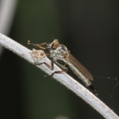 Cerdistus sp. (genus) (Yellow Slender Robber Fly) at Paddys River, ACT - 12 Jan 2019 by RFYank